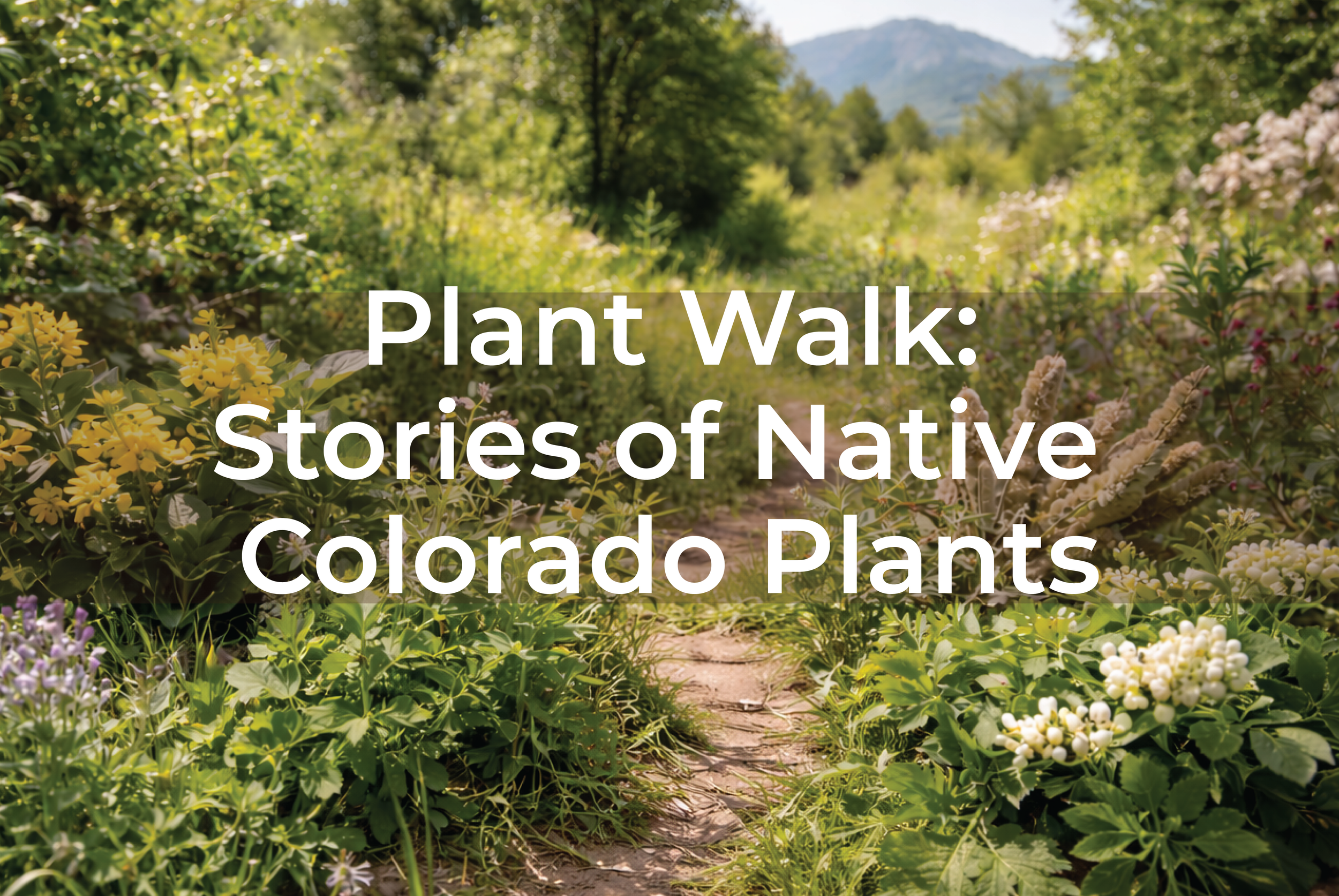 Sunday 1pm Plant Walk: Stories of Native Colorado Plants with Erin Smith