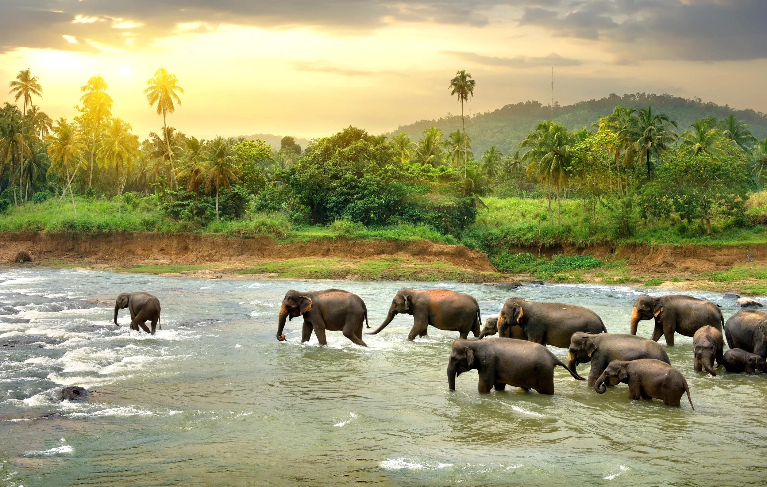 elephants_shutterstock_358672859.jpg
