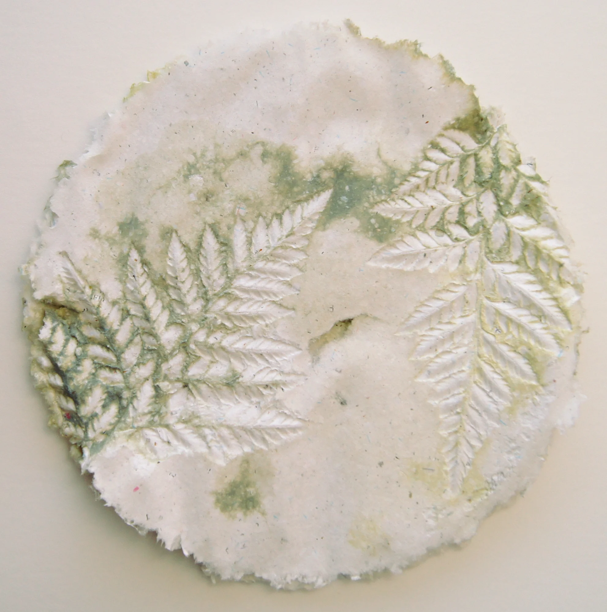 Ferns