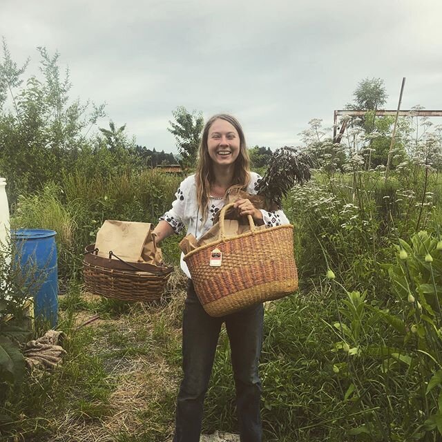 Happy Summer Solstice! ✨🌻✨Feeling so abundant getting all of your fresh milky oat CSH shares ready for pickup @stjohnsfarmersmarket today from 9-2! We harvested milky oats together in community on Juneteenth with prayers for our earth, our hearts, o