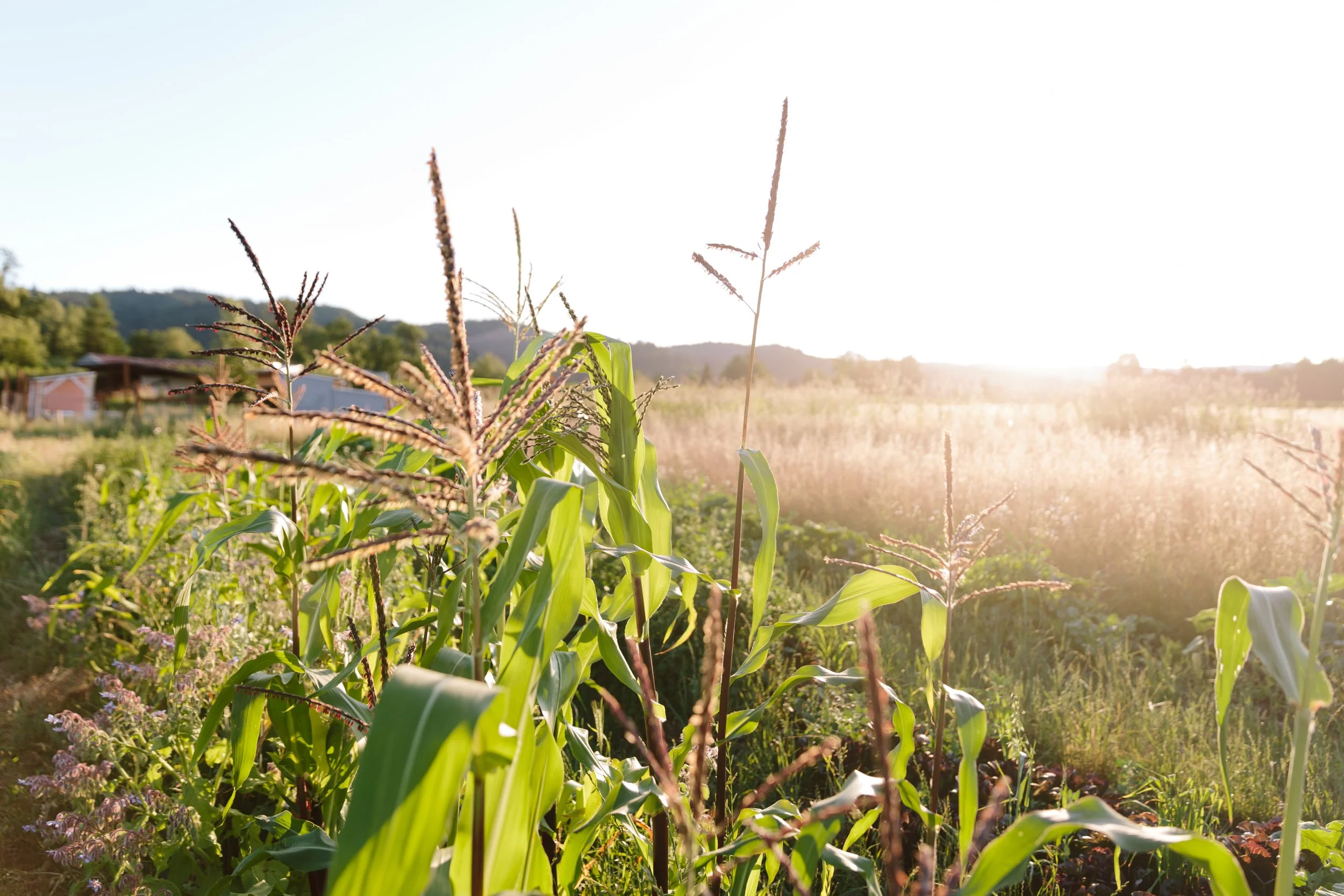 Volunteer — Wapato Island Farm