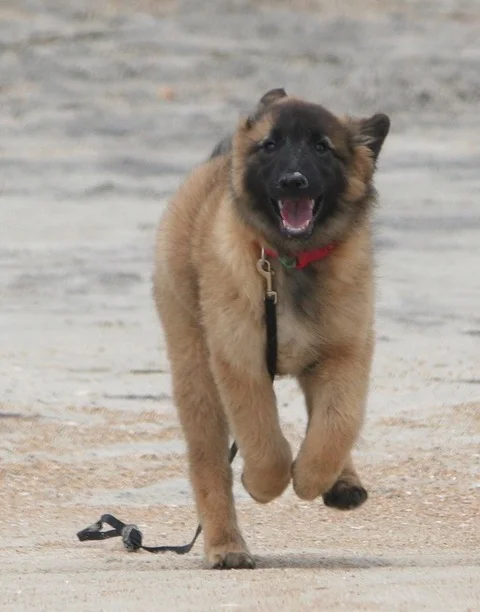 American Belgian Tervuren Club 2025