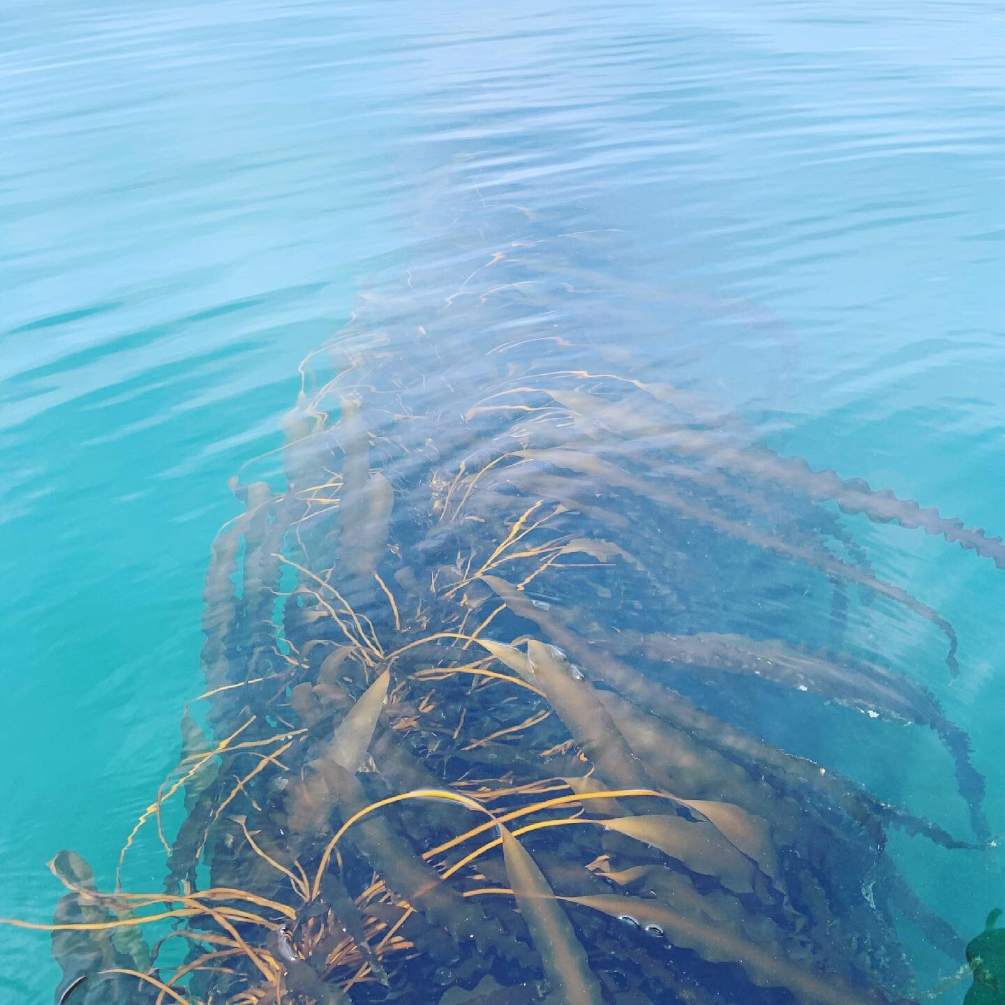The water in fisher&rsquo;s island sound has some insane clarity - we averaged 20 feet this year when measuring with our secchi disk. The kelp can lay low in the colder water and still photosynthesize while fully taking advantage of the nutrient load