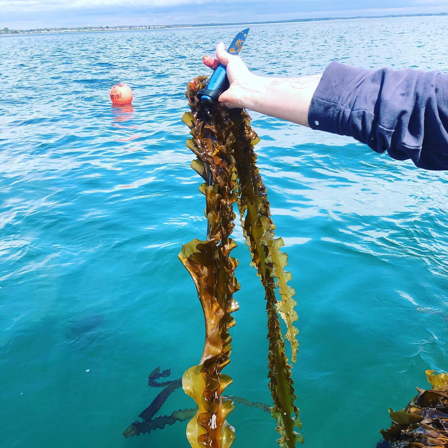 Seaweed farmers used to refer to their crops as gambler&rsquo;s grass because the crops were wildly unpredictable  #sugarkelp #oceanfarm #seaweed #themoreyouknow🌈 #oceanfood #restorative #regenerativefarming #aquaculture