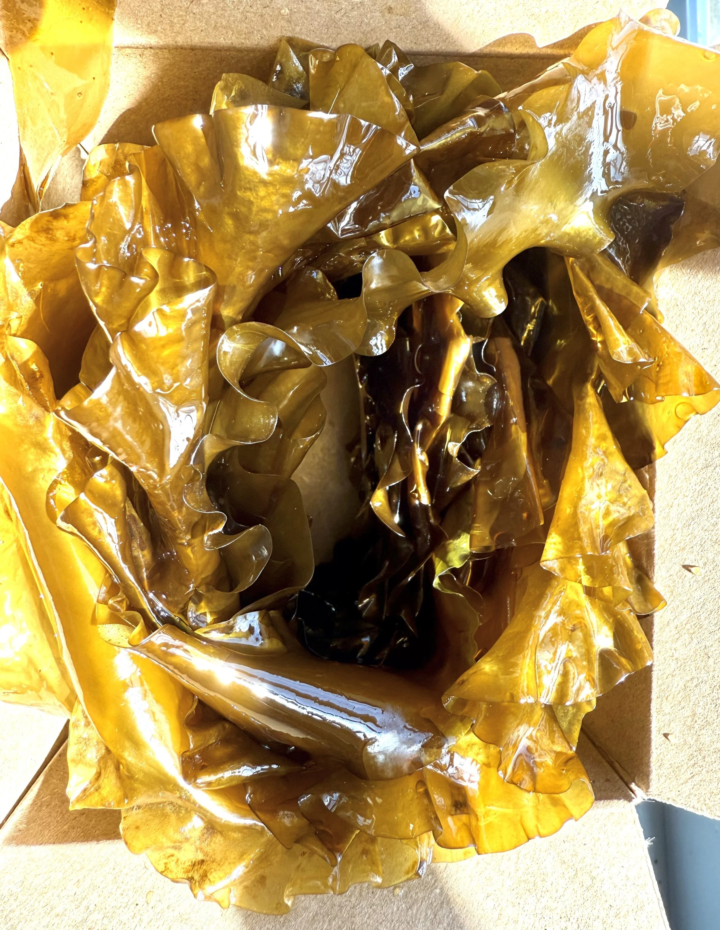 Fresh Kelp - Small Unit Pick Up Only
