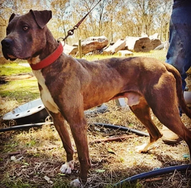 american bandogge mastiff breeders