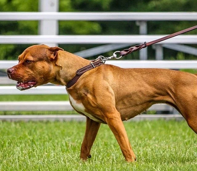 apbt female