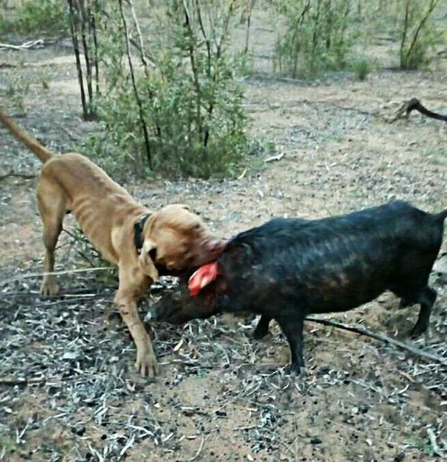 working mastiff breeders