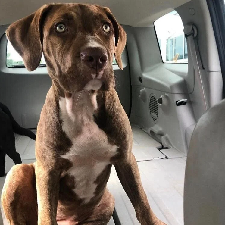 American Bandogge Mastiff American Bulldog Mastiff Mix Puppies