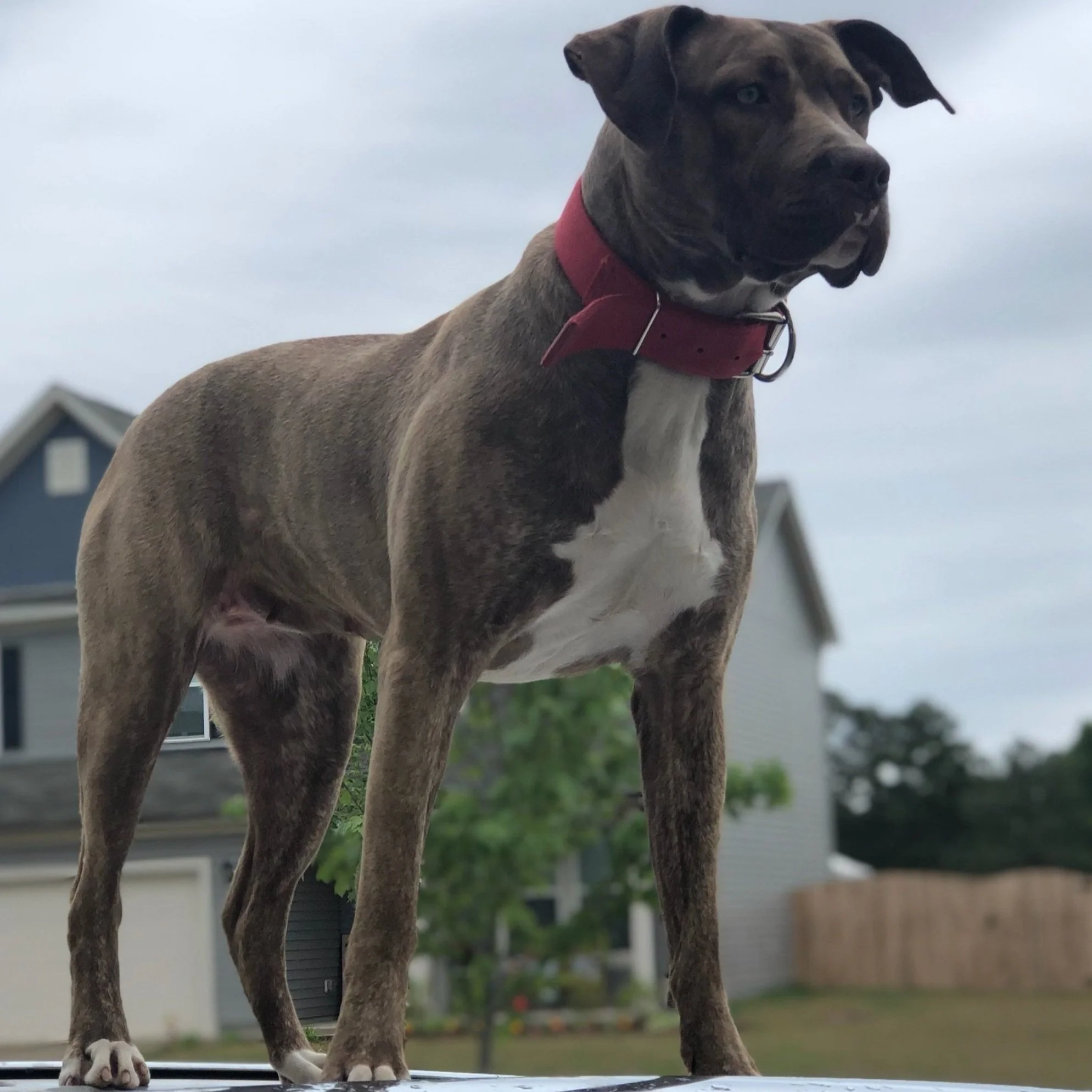 Boxer American Bulldog X Neo Mastiff English Bulldog Mix English
