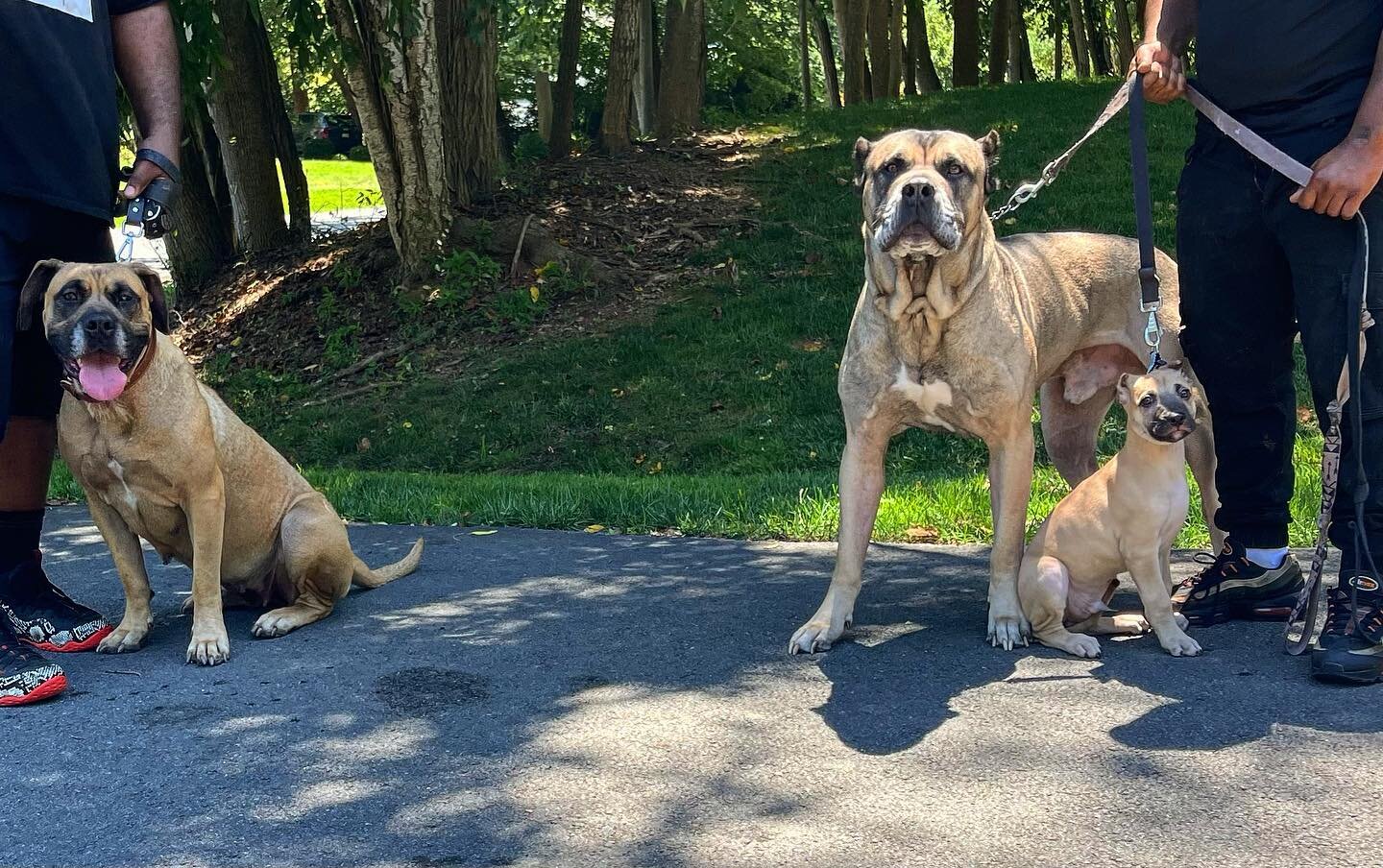 TBT: Three Generations of Savant Bred Dogs - linebred Bella
.
Phase one of the program was predicated on solidifying a mastiff base. For all the size and power - mastiffs bring a level of sensitivity and perception that is unparalleled. They&rsquo;re