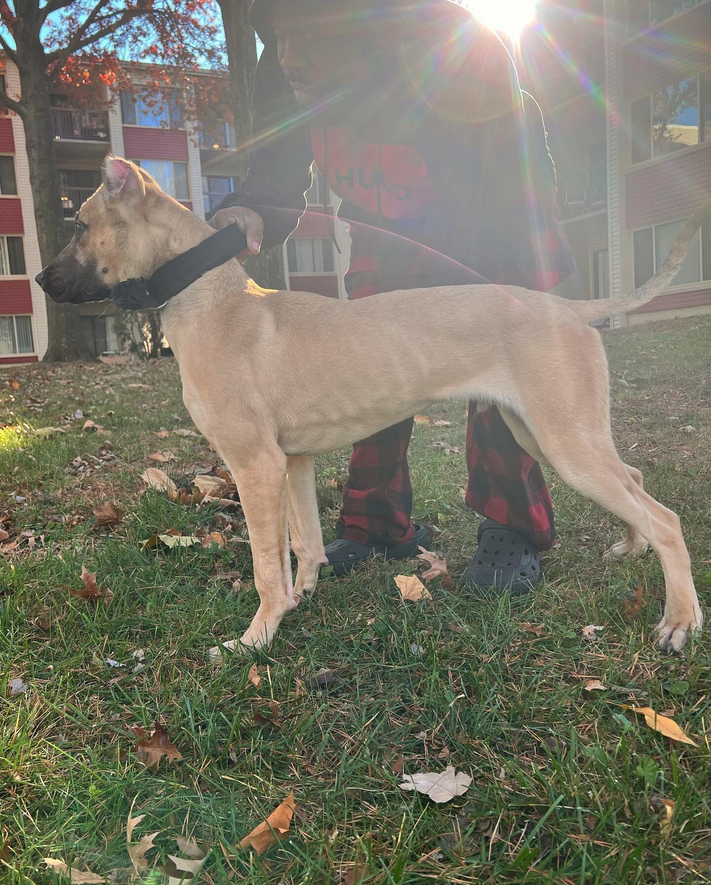 Savant&rsquo;s Menace 
(Stronghold&rsquo;s Nero x Savant&rsquo;s Amina) at 5.5mo.
.
You lose more by not trying than by trying.
We gon be alright.
.
.
.
We Breed Better. SavantK9
.
.
.
#savantalaunt #savantk9