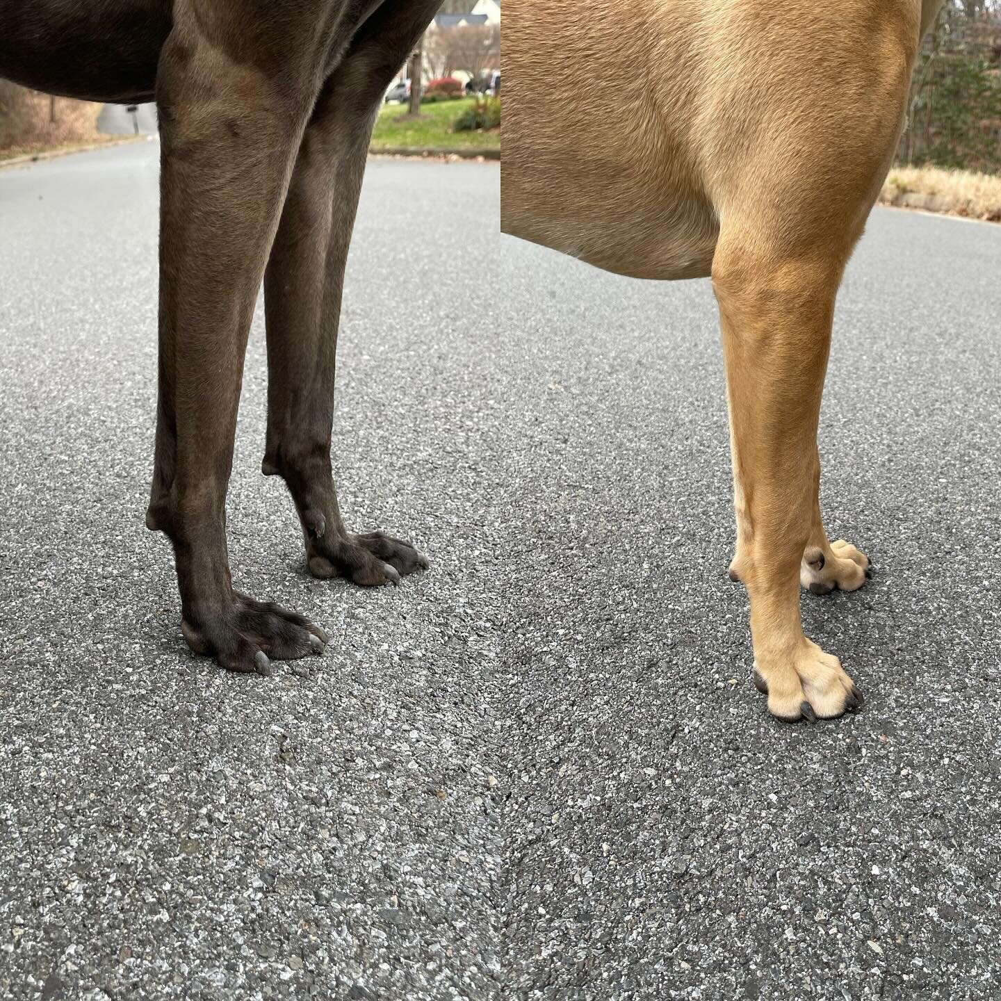No Foot No Dog
.
The &ldquo;Savant Alaunt&rdquo; - is a breed type in progress. If form truly follows function - I need to prioritize building a dog from the ground up. 

Nero - with a flat hare foot on the left 
Uzi - with compact and elongated midd