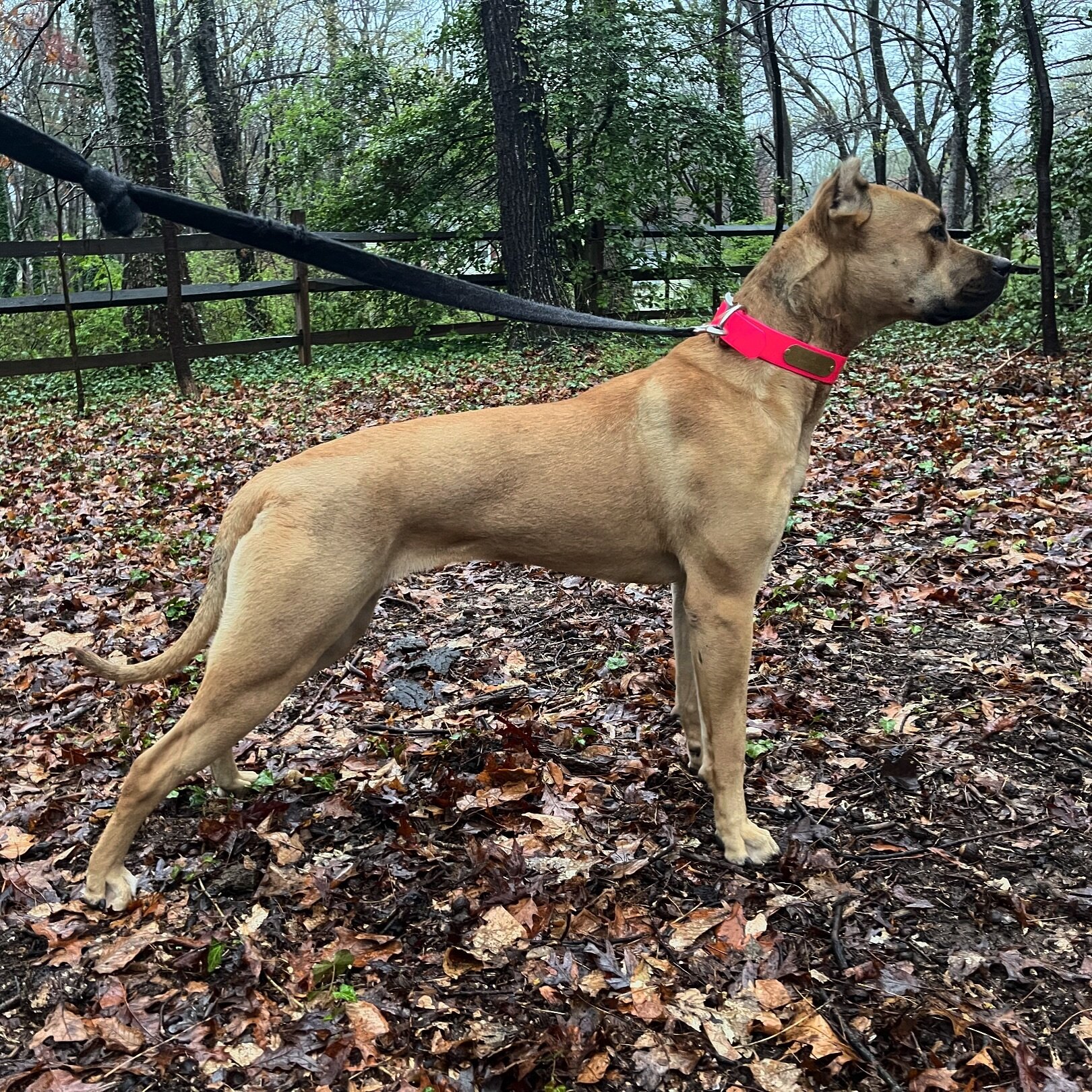 Savant&rsquo;s Uzi - 10mo. 
Nero x Amina
.
She&rsquo;s shown a lot of progress the past two months. Routine trips to the woods at night have tickled her taste for fur. She&rsquo;s actively seeking - using all her senses - balanced between sight and s