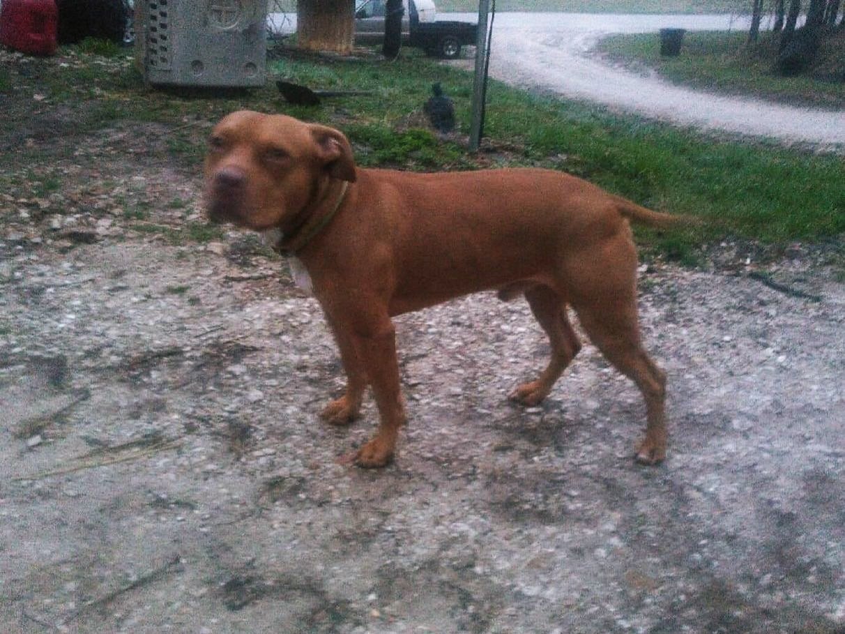 Nero&rsquo;s Sire - OFRN/Redboy
.
Word has it he was a big rough 65lb bulldog. 
I didn&rsquo;t &ldquo;start&rdquo; Nero - and admittedly he was hard for me to initially understand. I had to rely on his genetics - and they ultimately came through.
.
H