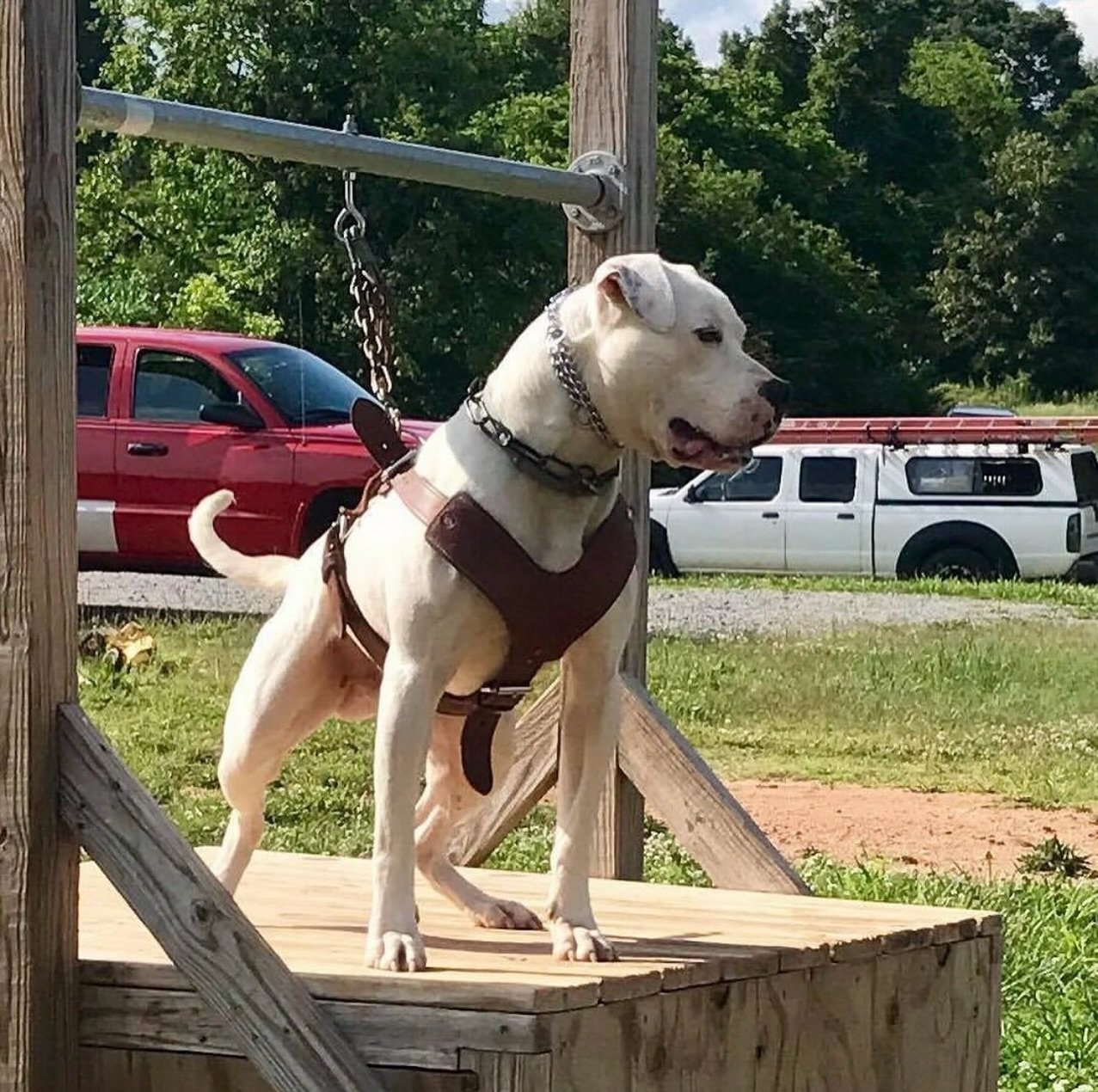 Breeding Confirmed: She&rsquo;s a very hard dog to get bred with a tight ovulation window - but we got it done. Due Labor Day Weekend w/ ultrasound scheduled 8/27. 
.
Grubb&rsquo;s Gorilla Zoe PH 0.42 0.48, OFA Normal Elbows, NCL Clear x Gr Ch Gunsli