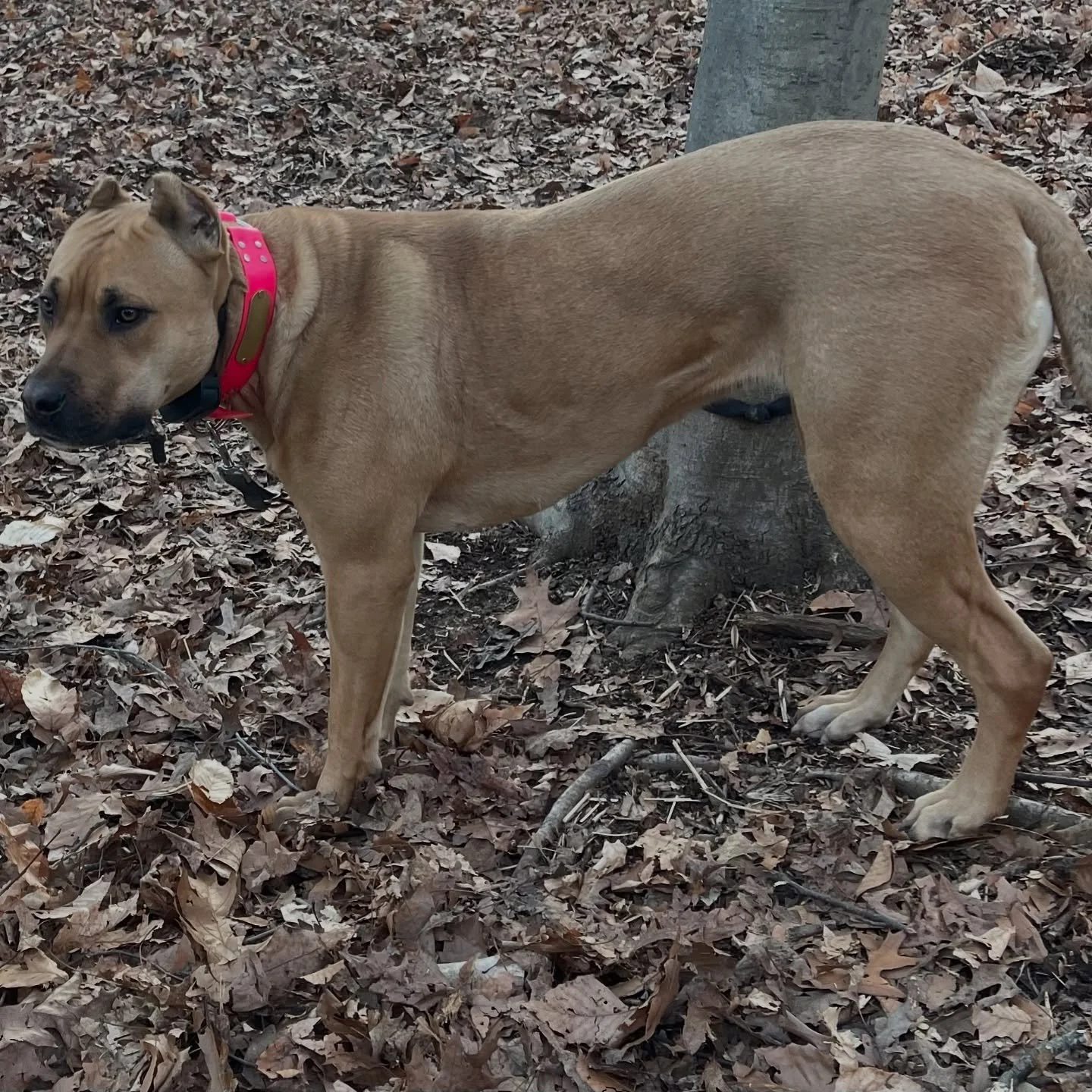 The only way to make hunting dogs is to get out and run em. 
.
As our first season comes to a close - can’t help but appreciate how things came together. With access to properties, I’ve had a good time with this pair and realize how much