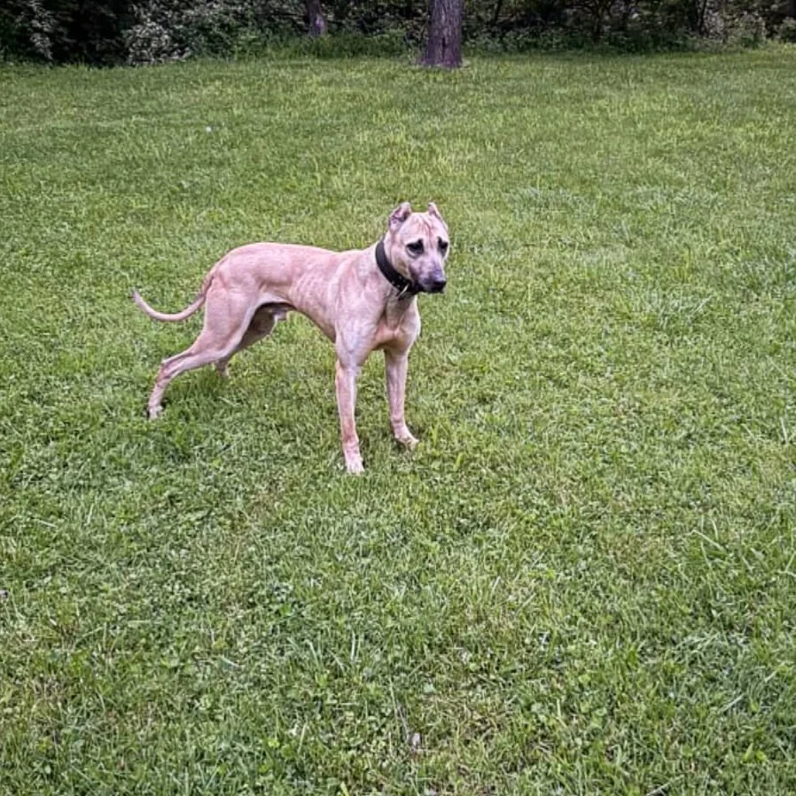 Savant’s “Dennis the Menace” - 24mo (Nero x Amina)
.
.
.
#alaunt #savantalaunt #alano #alauntveantre #alauntgentil #lurcher #bulllurcher #boarlurcher #runningcatchdog #coursingmastiff #savantk9