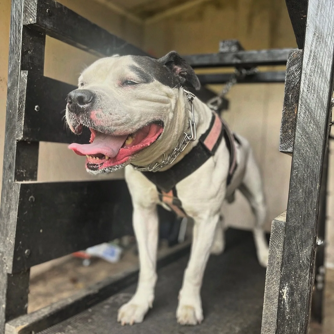 The term “bulldog” isn’t just a title that’s earned. 
It’s synonymous with a culture that’s been meticulously preserved. 
.
When done right, the best thing about these dogs - are the people.
.
.
We Breed Better. Sa