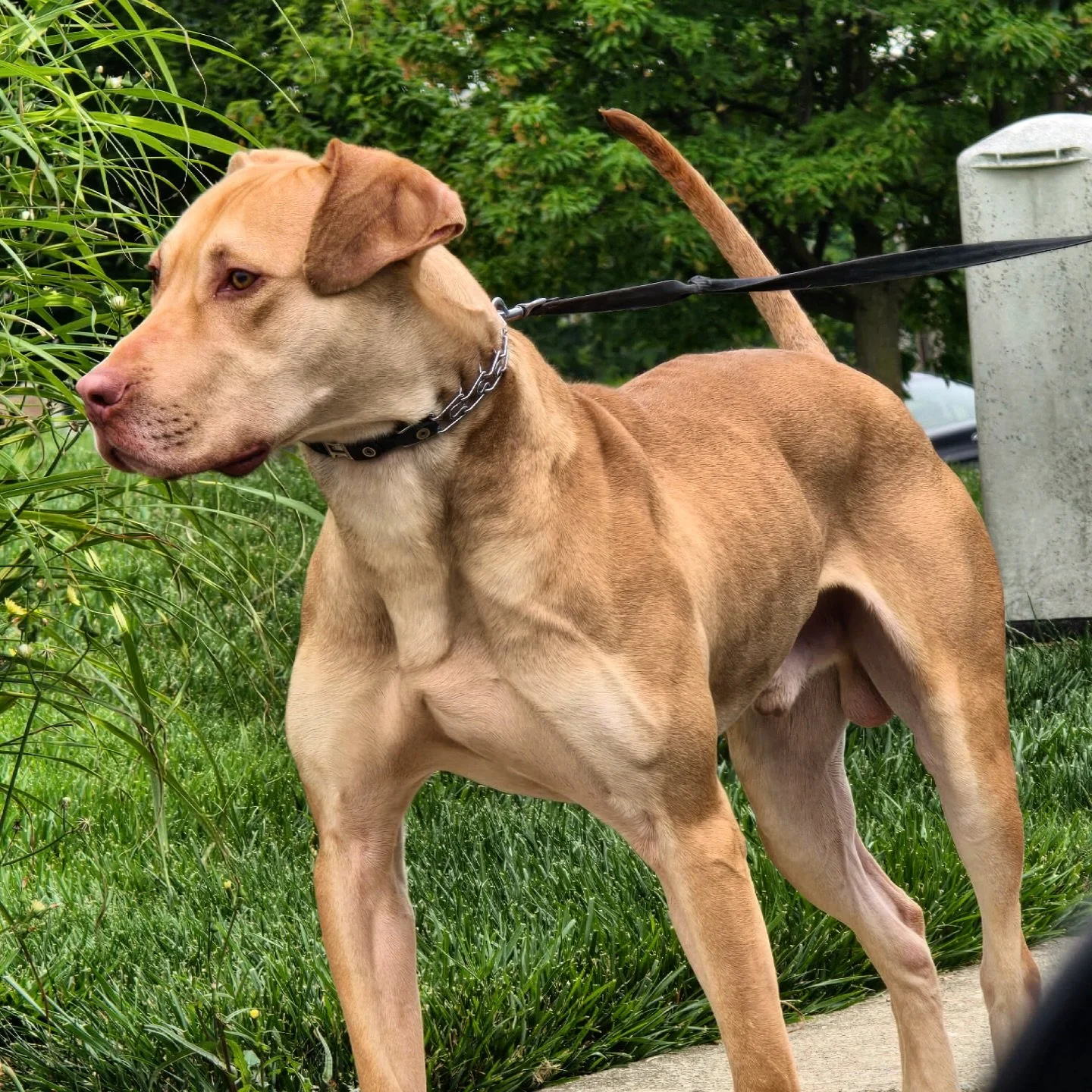 Savant’s Adonis
.
The Prototype
.
.
.
Purpose Bred. Performance Driven. SavantK9
.
.
.
#alaunt #savantaunt #lurcher #boarlurcher #runningmastiff #alauntveantre