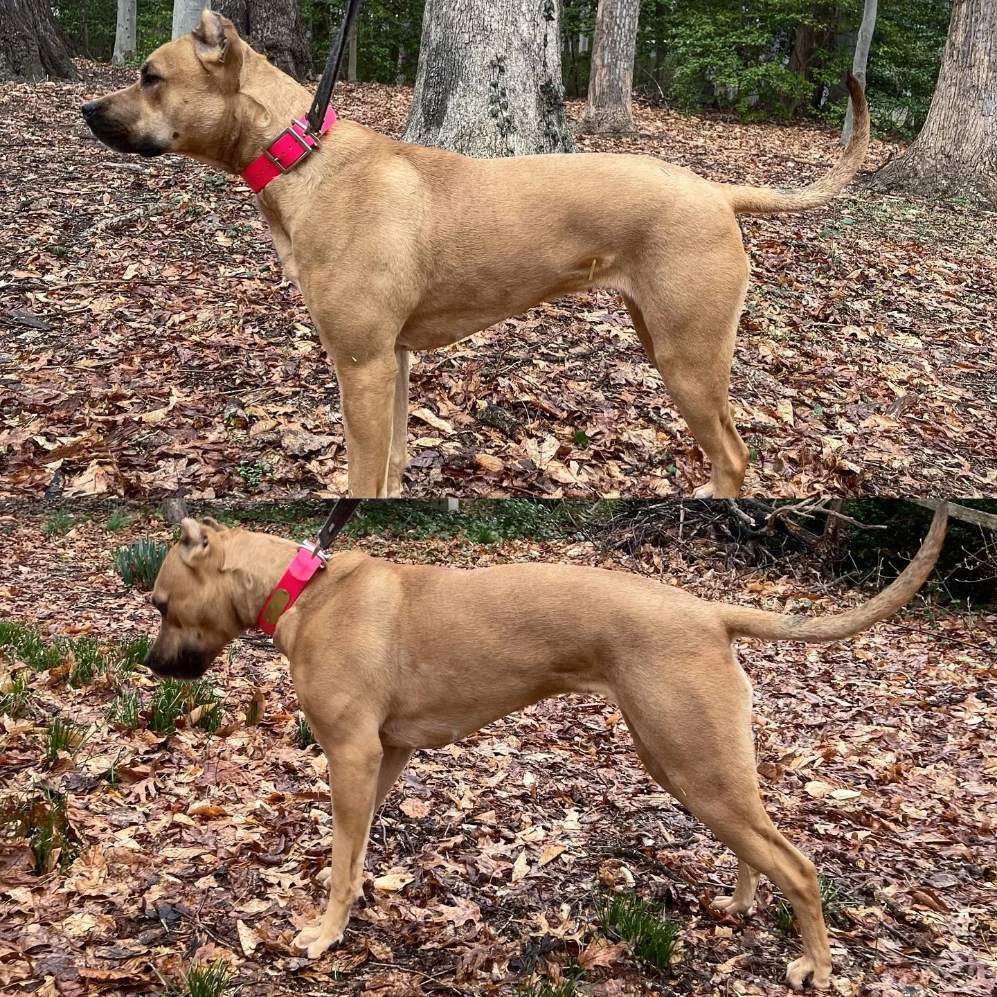 Savant’s Uzi - 22mo
.
Learned a lot about her this season - and the mistakes I’ve made as well. She’s shaken off handler error, remains enthusiastic on fur, and expresses the intensity I’ve come to expect over the years. 
.
Ph