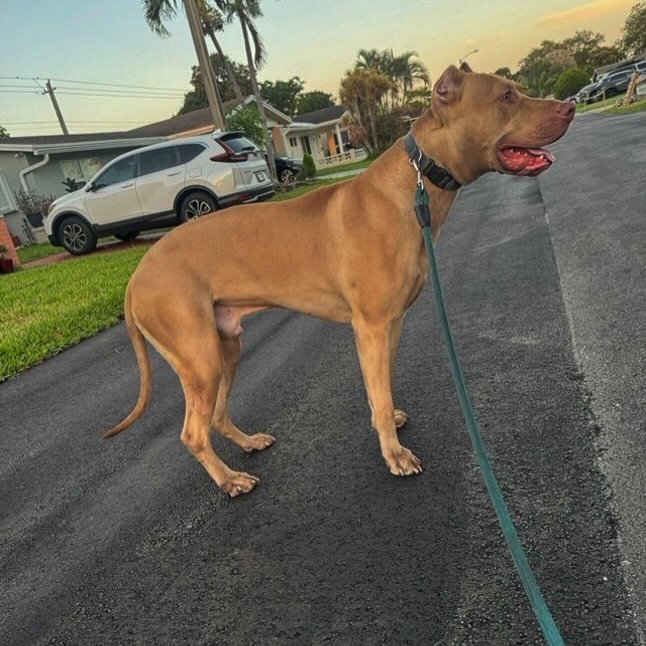 Savant’s Simba - 22mo (Nero x Amina)
.
Combining the pace of a Sighthound with the strength and persistence of the bull breeds is what our program is truly all about. It’s a true coursing mastiff - running dog is in their dna. 
.
The trad