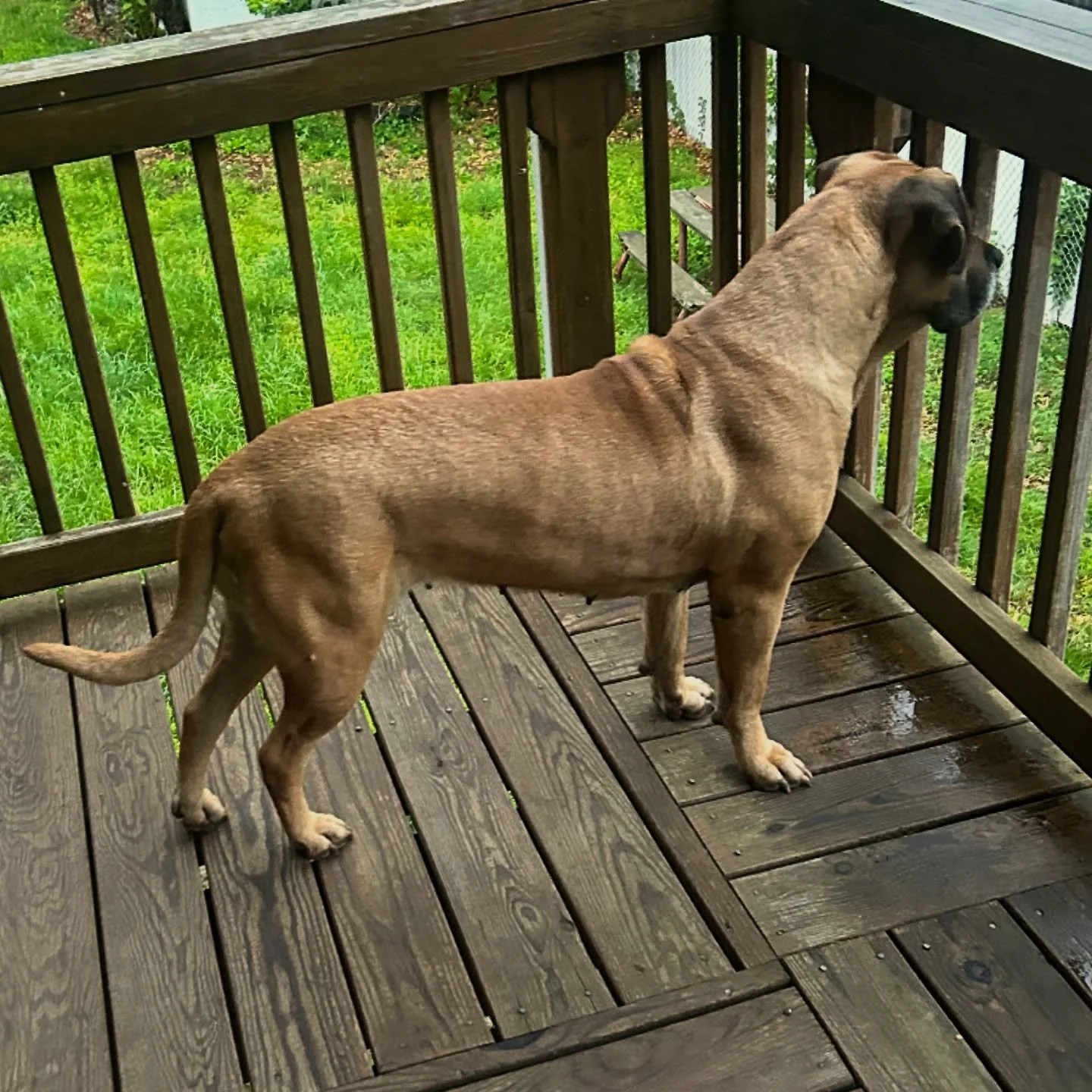 The Queen
Savant’s Amina. (Khan x Bella)
.
The product of our 2020 “Lost Generation” breeding between Bella and her son Khan (Cairo x Bella), Amina is the result of understanding the importance in developing a “family of dogs&