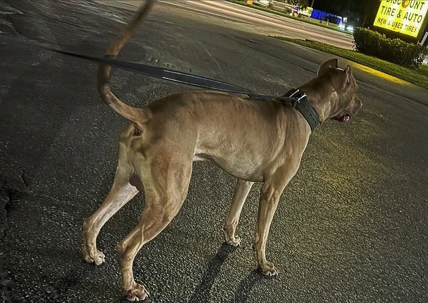 Savant’s Simba - Nero x Amina at 2yo
.
Still working on “proof of concept” - the 3 way cross is a reflection of experience. A “mastiff lite” capable of serving as a deterrent while proving to be immensely capable of runn