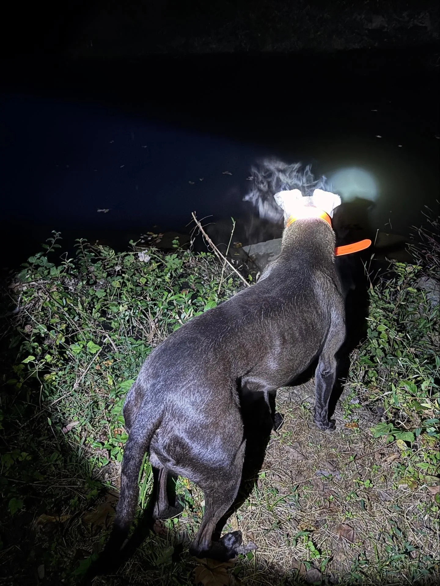 Decided to head home after discovering the fox pro’s batteries had died. The walk back follows a pretty substantial watershed.  I let Nero take the lead when we heard some rustling from the treeline. 
.
In typical fashion he heads in full speed