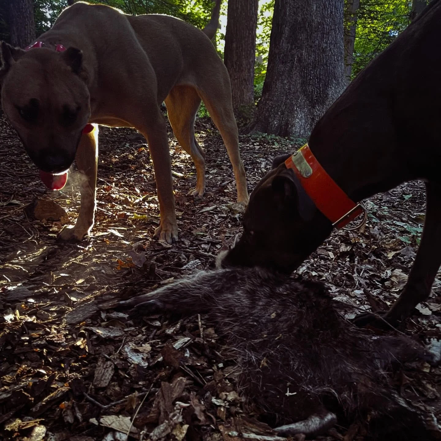 Everyone wants to start from “the best” - and it’s ideal when you’re building on someone else’s work. 
.
But what I’m reminded by those who’ve established bloodlines is the truth is — the best rarely sh