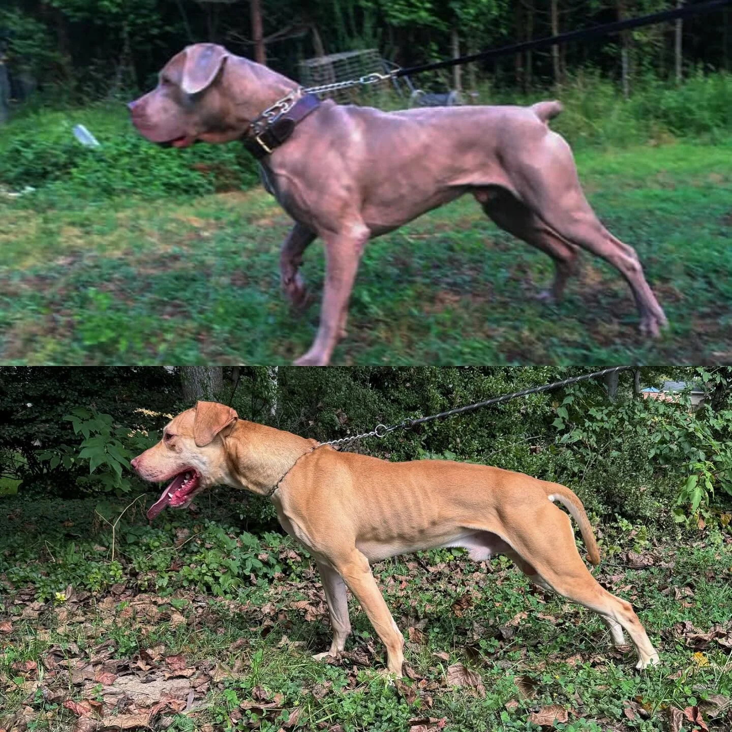 Breeding Beyond the Dog. 
Savant’s Cairo and his Great Grandson Savant’s Adonis. 
.
You’re not just breeding dogs - you’re breeding gene pools. 
.
What you see in the animal is only part of the story. The rest lies hidden in i