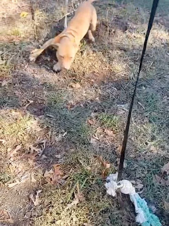 Work like a dog. Where Persistence meets Perfection. 
Savant&rsquo;s Taj&iacute;n. 
.
Dogs embody the traits man so desperately wishes to see in himself &mdash; endless commitment, persistence, loyalty, and a willingness to serve those we love.
.
The