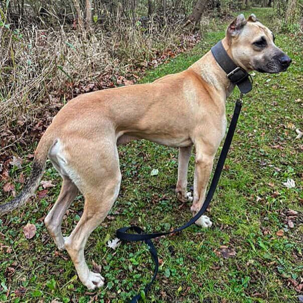 Teeth. Feet. Movement. Mindset.
Savant&rsquo;s Gus (Nero x Amina) 
.
When you&rsquo;re just breeding 🔥 x 🔥 &mdash; you might get flash, but rarely foundation. We&rsquo;re not breeding for what&rsquo;s easy.
We&rsquo;re breeding for what will endure