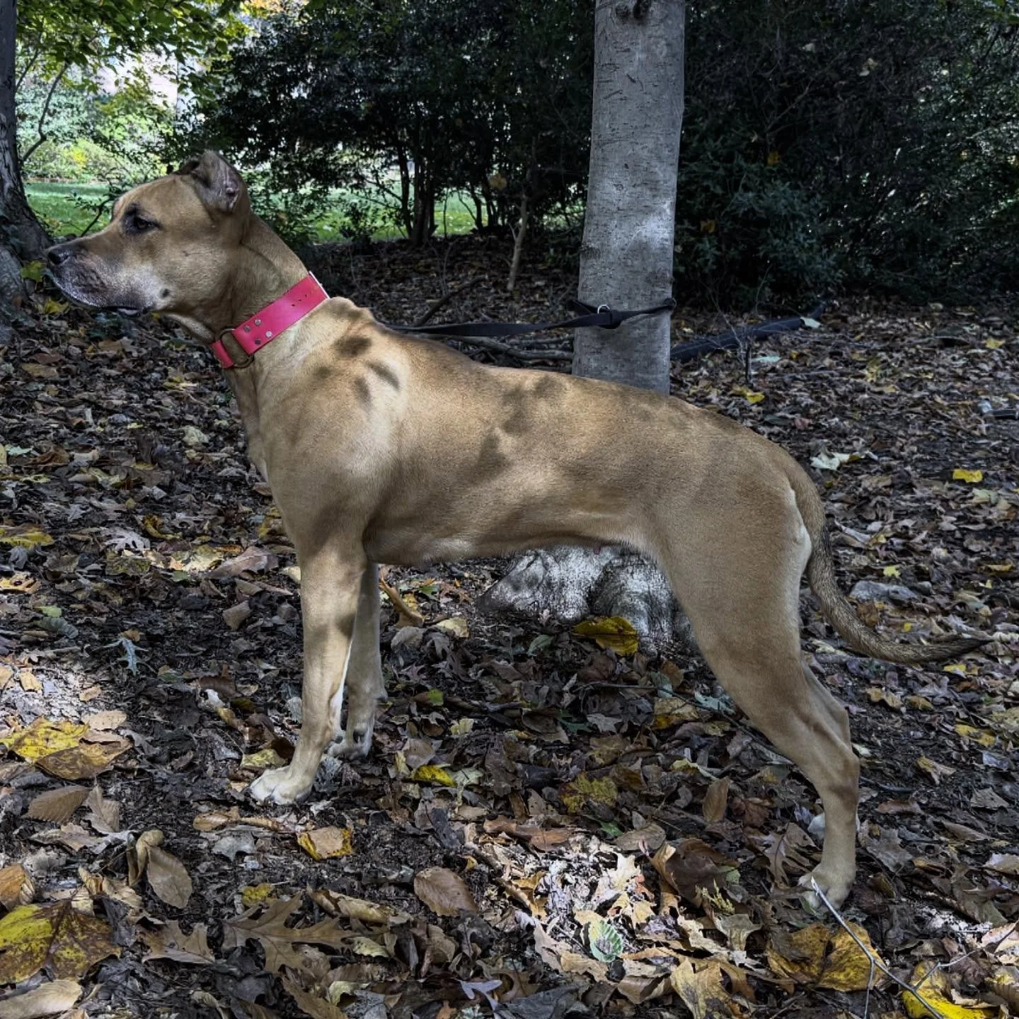 Savant&rsquo;s Uzi
Understanding what shapes the dogs we breed.
.
When we talk drive, temperament, prey instinct &mdash; yes, part of it is in the genes. But a big part is in how the dog lives and works. 
.
Heritability = how much of the variation in