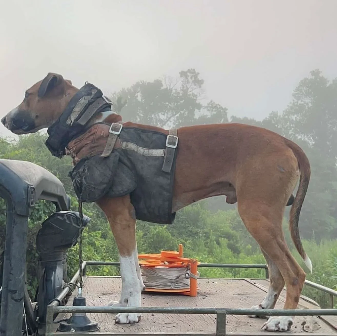 Don&rsquo;t miss the forest for the trees.
.
EBT x Wolfhound Staghound APBT X bred by Dean Ross and BTUSA. 
.
The more we&rsquo;ve hunted hogs, the more we&rsquo;ve shaped them. Hunting hogs with dogs has introduced a predator pressure that Mother Na