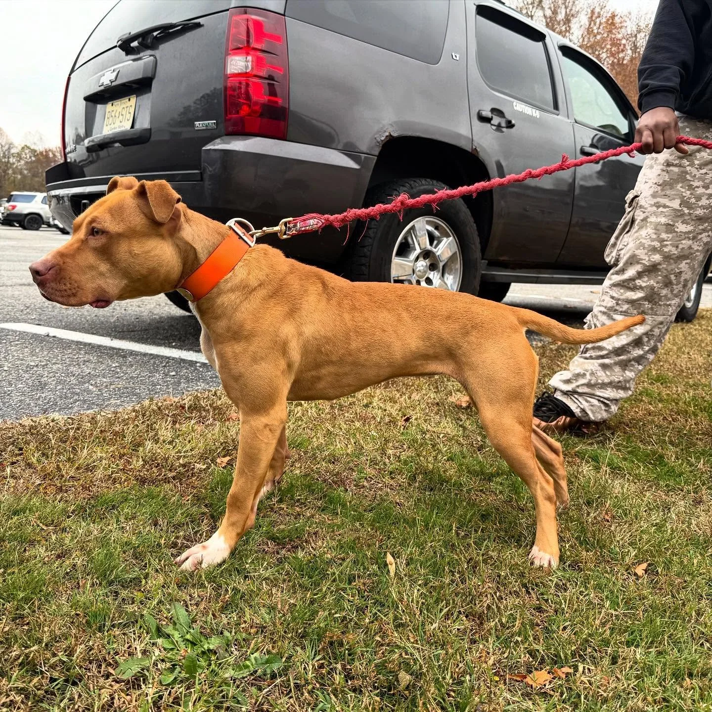 Savant&rsquo;s Taj&iacute;n - 2yo
.
.
.
Forged through Function. Refined by Purpose
.
.
.
#savantk9 #apbt