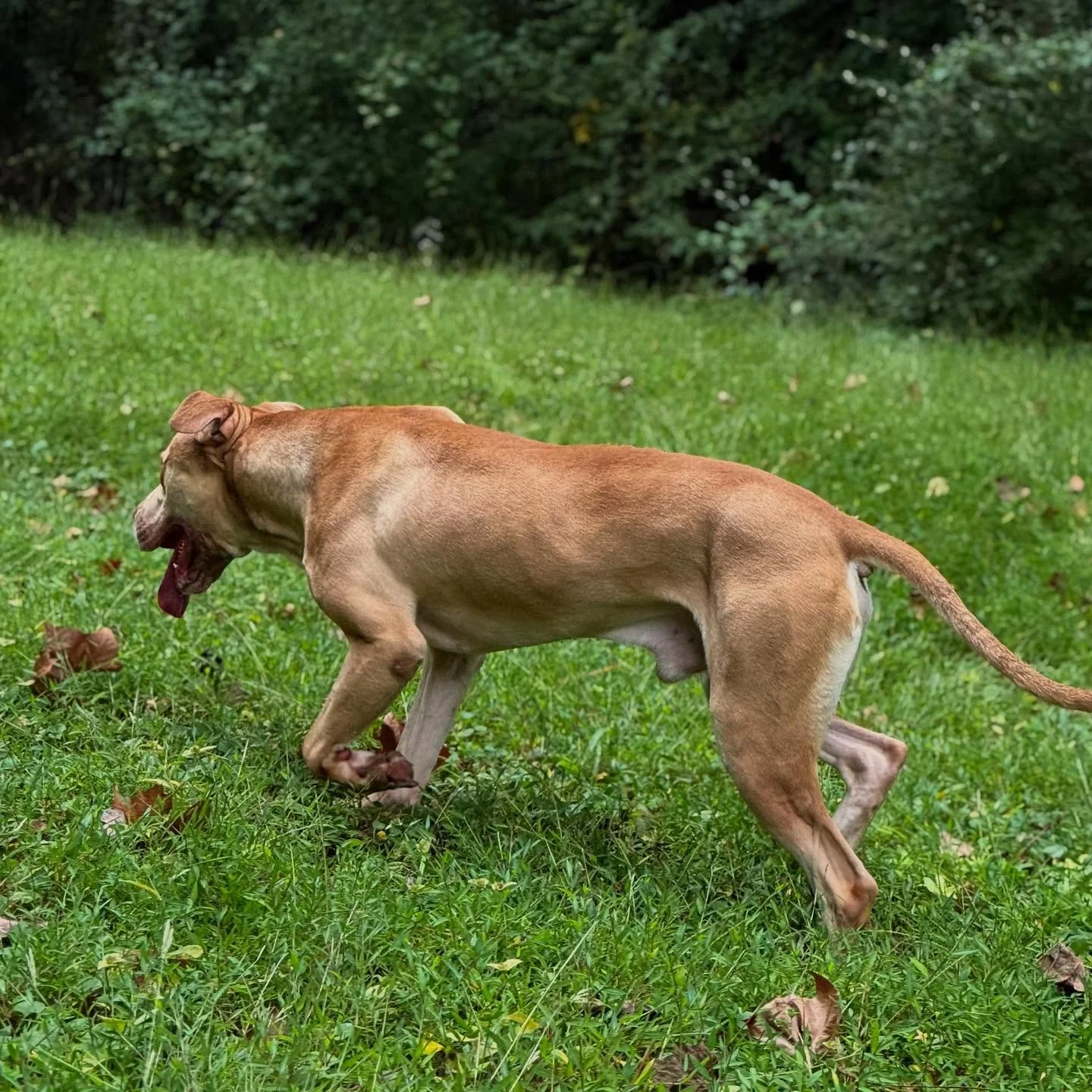 You breed dogs. Or you breed training. 
.
As a breeder, I remind myself time and again&mdash;you don&rsquo;t breed to a dog, you breed to a genepool. Adonis is living proof of that.
.
50% Mastiff 25% APBT 25% Sighthound. As he&rsquo;s developed he&rs