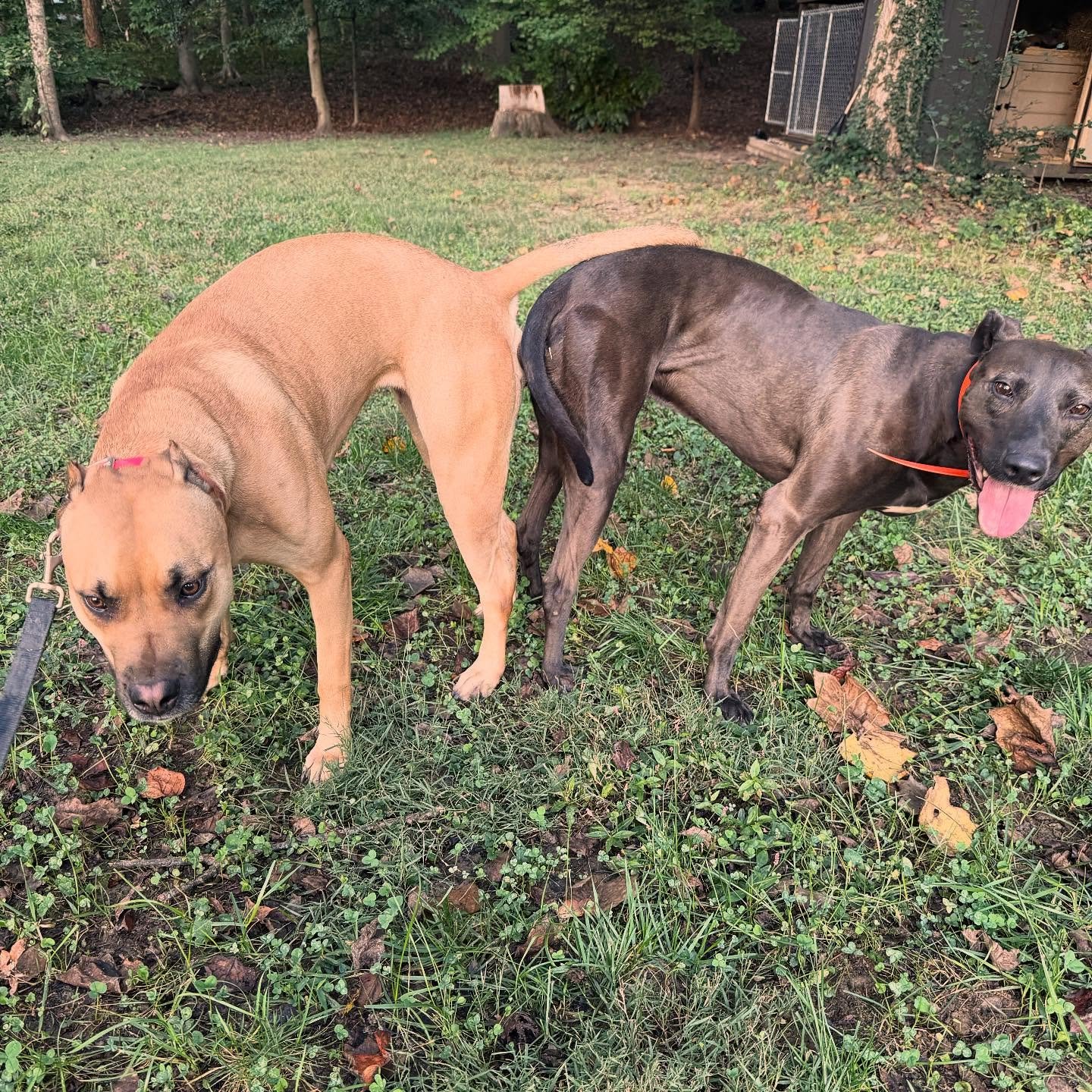 It&rsquo;s a Family Affair
. 
This dual-sired pairing looks both forward and backward through our foundation, allowing us to study two distinct genetic expressions within the same bloodline. The goal: to refine heritability, measure prepotency, and s