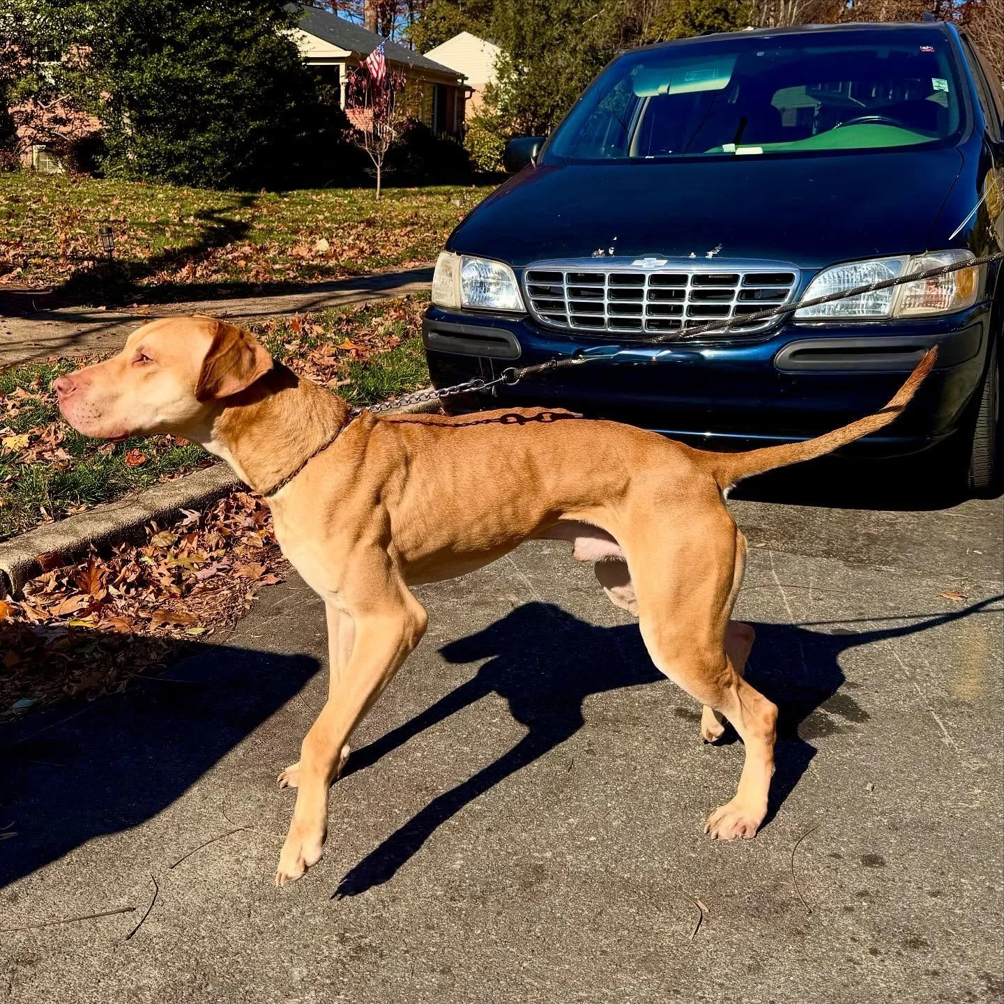 Savant&rsquo;s Adonis (Nero x Amina)
.
Stripped down and you&rsquo;ve got a Super Vizla. 
.
Adonis had weight stripped down temporarily to study his metabolic rate and observe how his frame carries calories - in this picture he is leaner than his nor