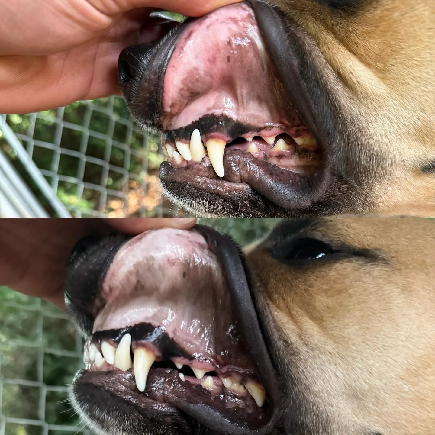 Pale Gums During Early Pregnancy. 
.
Photos taken Day 20, showcasing the successful embryo implantation between the morning and evening. 
.
Around days 20-24 after breeding, the embryos begin implanting into the uterine lining. During this time, the 