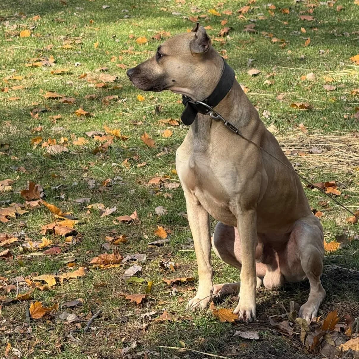 For Intended Use Only. 
Savant&rsquo;s Gus (Nero x Amina) 
.
The biggest key to the sighthound types is understanding their psychology. 
.
A sighthound&rsquo;s frustration is productive; it turns into tracking acceleration, pursuit and finish. A runn