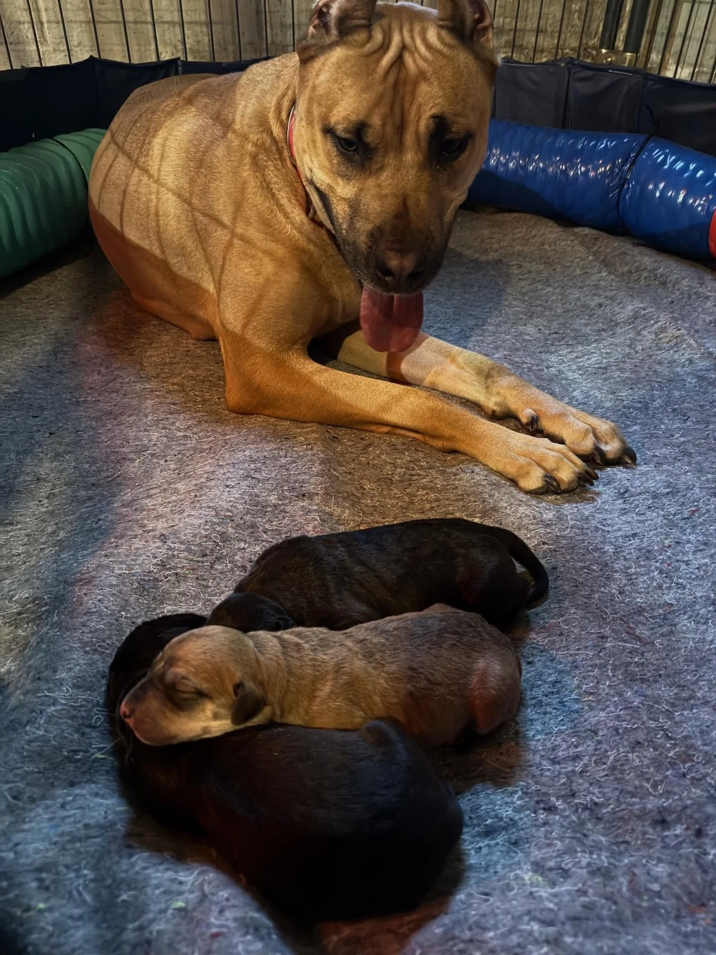 The (Real) Foundation: Born 12/1 
.
Our starting point with the F1 Alaunts (sighthound &times; mastiff) was simple: establish the baseline. Understand what we actually produced&mdash;both phenotypically and genotypically&mdash;when two distinct worki