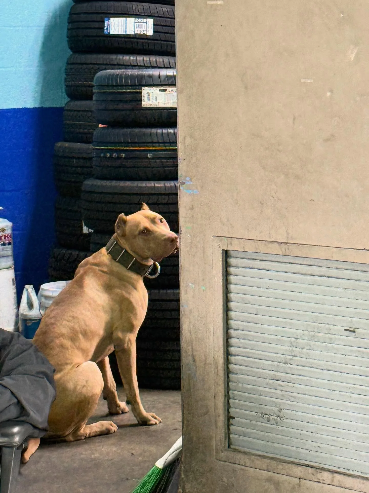 Savant&rsquo;s Simba - 2.5yo (Nero x Amina)
.
Shop Dog
.
.
.
Forged through Function. Refined by Purpose. SavantK9.
.
.
.
#alaunt #savantalaunt #alauntveauntre #runningmastiff #coursingmastiff #huntingmastiff #workingmastiff #mastiff #bandog #lurcher