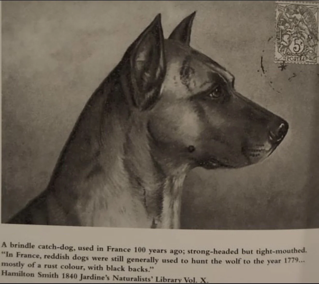 Alaunt Veauntre Origins