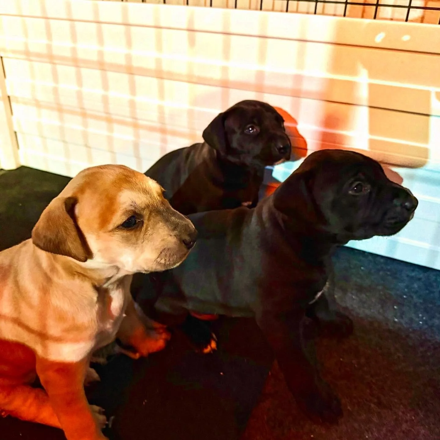 Savant&rsquo;s Cinder, Smoke and Stack at 27 days old. 
.
Pretty funky lookin labradors if you ask me. 
.
Slight variation in type but we all know this stuff is too early to call. What I can say with confidence is that these are some massive pups tha