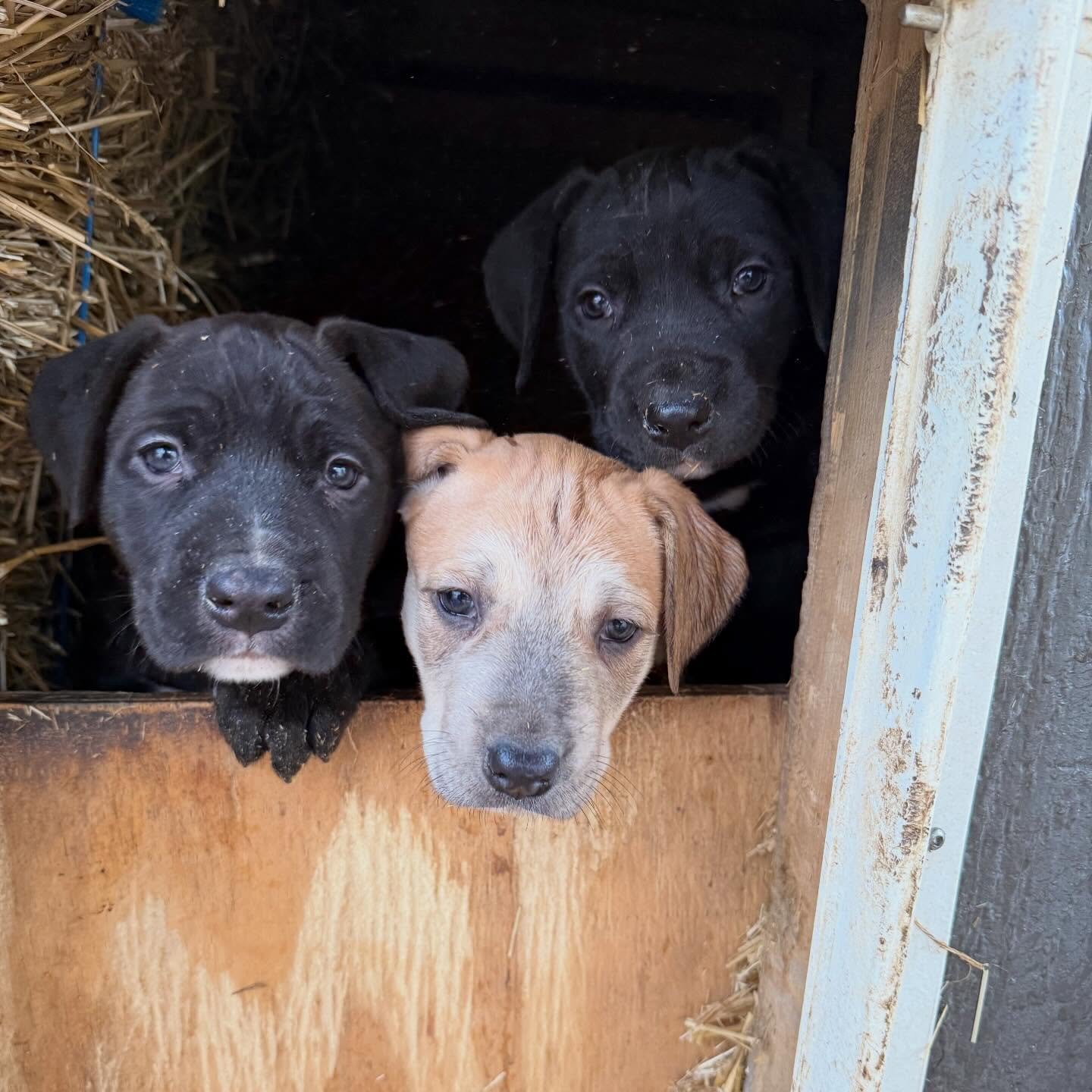 Savant&rsquo;s Uzi x Savant&rsquo;s Adonis/Stronghold&rsquo;s Nero at 36 days old. 
.
&ldquo;Physiology is destiny&rdquo; 
.
Peep the muzzles. 
A lot can change over the next few weeks and as a breeder - I need to document and make note. 
.
Who grew 