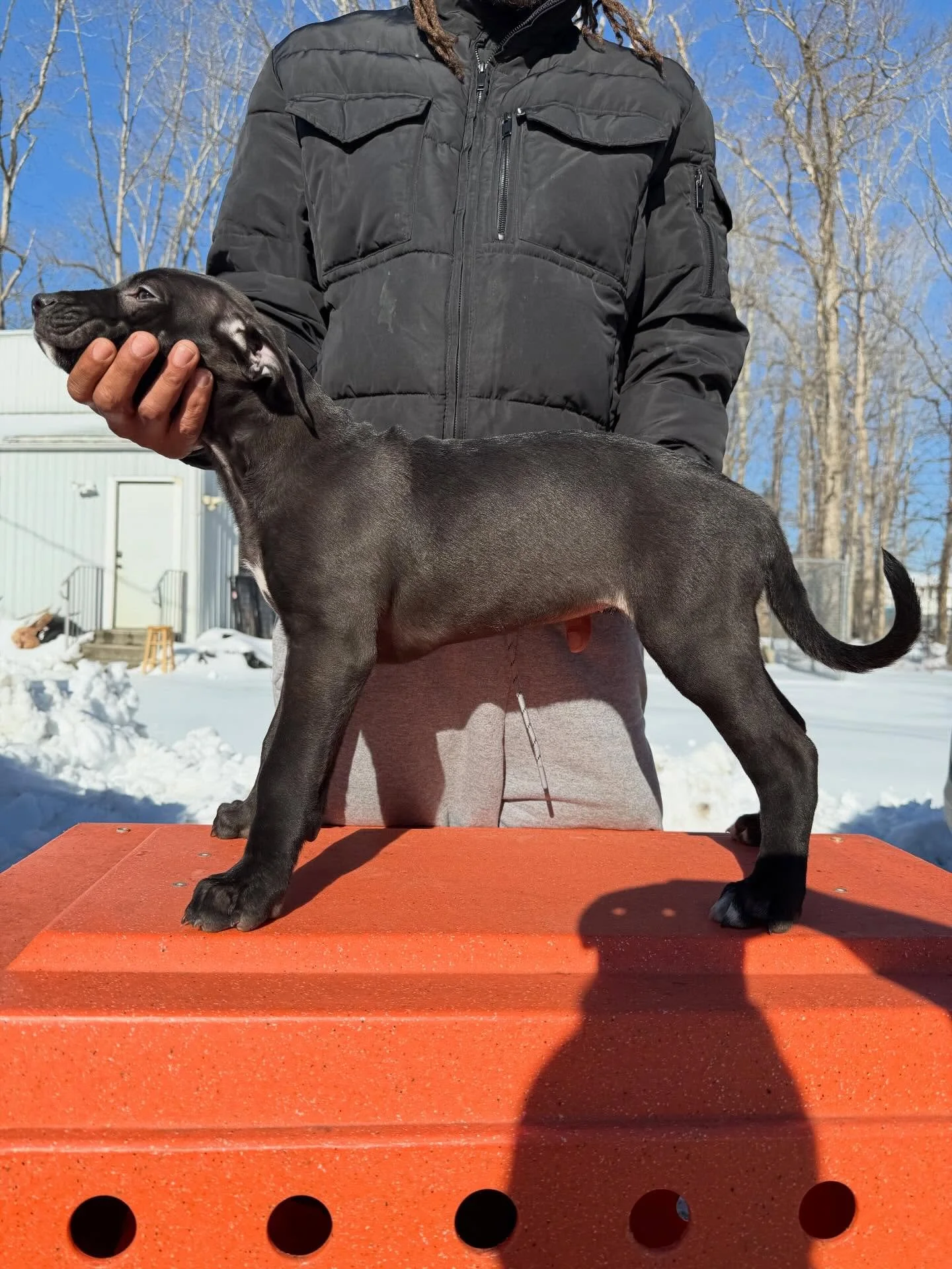 Savant&rsquo;s &ldquo;Sinners&rdquo; Litter. 
Dual Sire (Nero/Adonis x Uzi) 8 weeks on 2/1 
.
Smoke
Cinder 
Stack 
.
.
.
Forged through Function. Refined by Purpose. SavantK9
.
.
.
#savantalaunt #alauntveauntre #coursingmastiff #boarlurcher #huntingm
