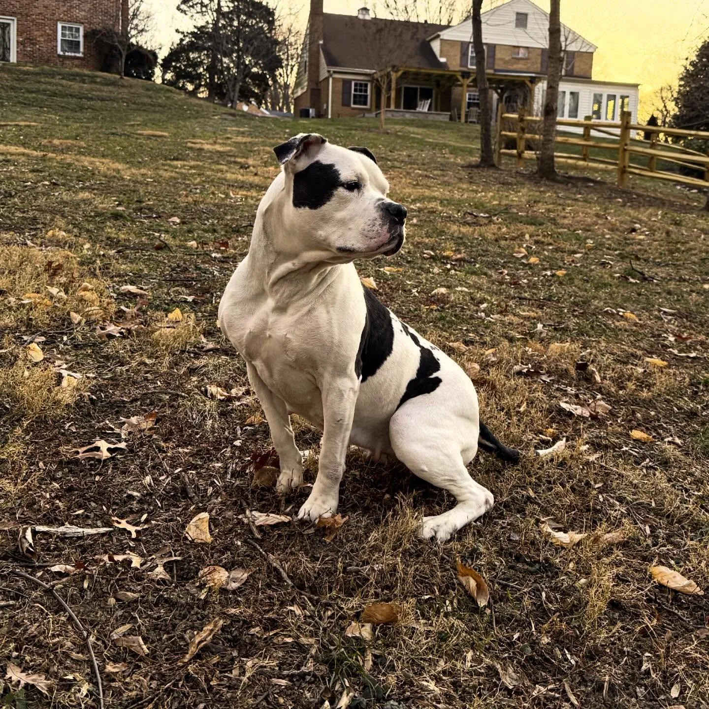 The only thing that separates the American Bulldog from becoming a &ldquo;Boxer&rdquo; is the culture behind them. 

.
.
.
#americanbulldog
