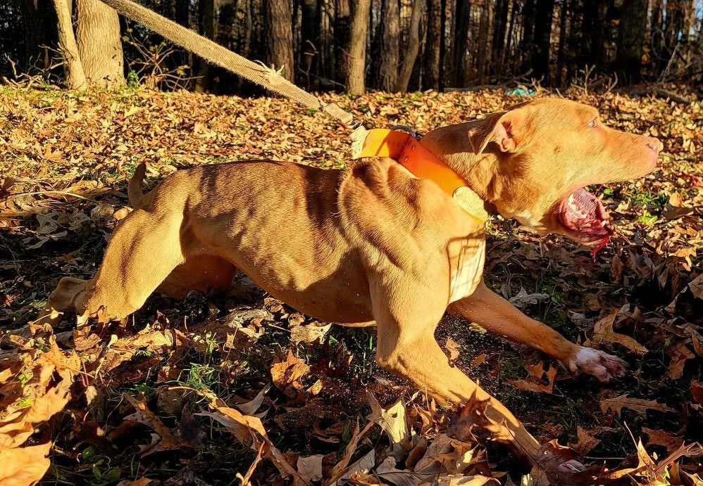 Y&rsquo;all really be wearing out:
.
&ldquo;The eyes Chico, they never lie&rdquo; 
.
Anyway - here&rsquo;s Taj&iacute;n. True to type and embodies everything you&rsquo;d expect with the good stuff up close. 
.
She&rsquo;s sugar, spice and everything 