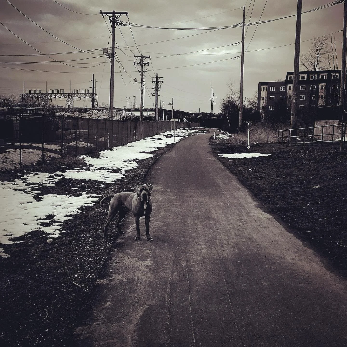 Savant&rsquo;s Cairo - 8/20/2015 - 1/15/2026 
.
Called a homie to share Cairo wasn&rsquo;t doing well last Wednesday, and he said it best. 
.
&ldquo;Few people can say they&rsquo;ve had dog&rsquo;s that changed their lives. Everything you&rsquo;ve ac